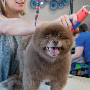 Classy Canine Styles BOJ 2026 March